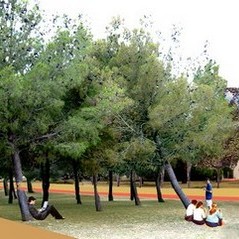 Peatonalització UIB